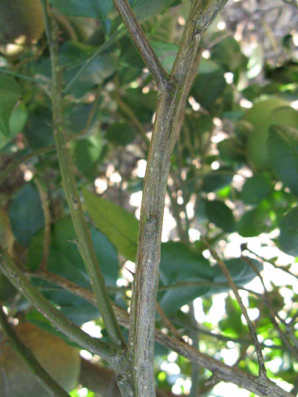              Second - third year twig (Winter Haven, FL)       